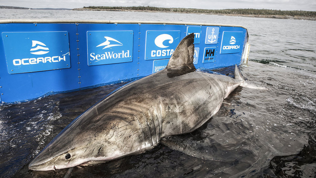 Un gran tiburón blanco de más de 50 años y 1.600 kilos viaja desde Canadá hasta las costas de EE.UU.