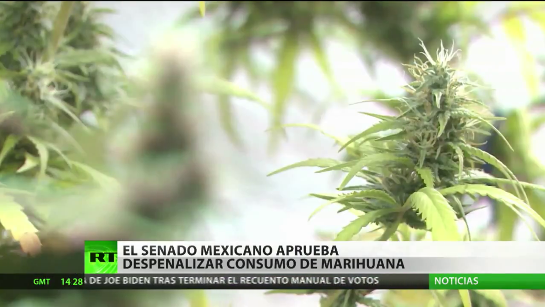 El Senado de México aprueba despenalizar el uso personal y lúdico de la marihuana