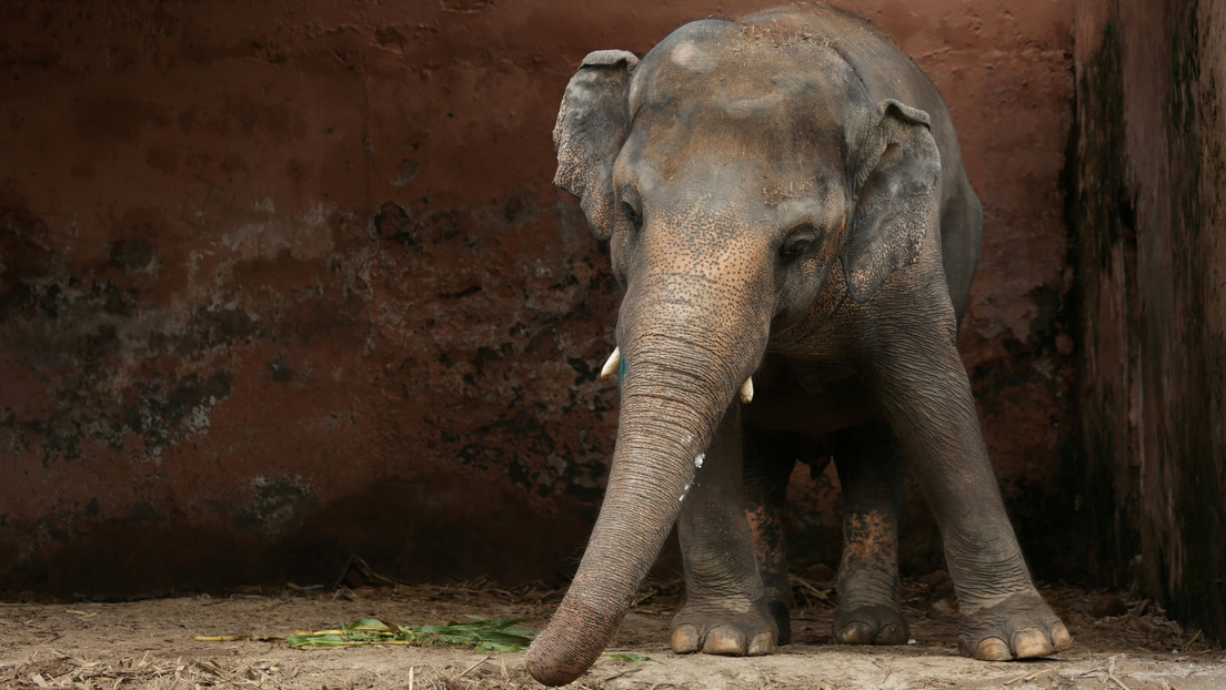 VIDEO: Rescatan a una elefanta que cayó a un profundo pozo tras un operativo de 14 horas
