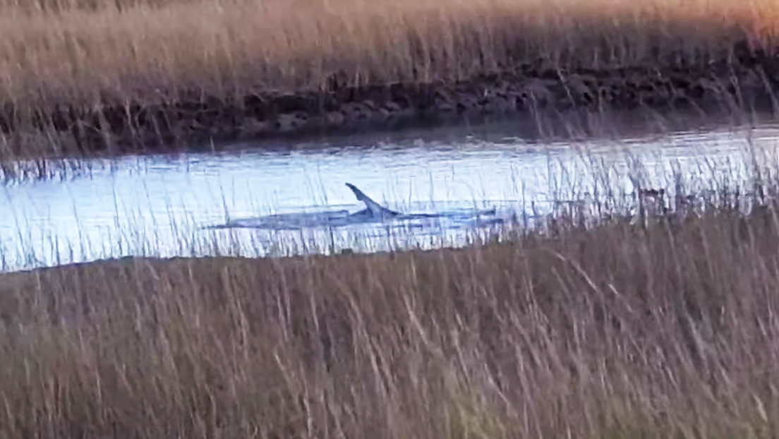 VIDEO: Una mujer halla un tiburón en un pantano de Massachusetts