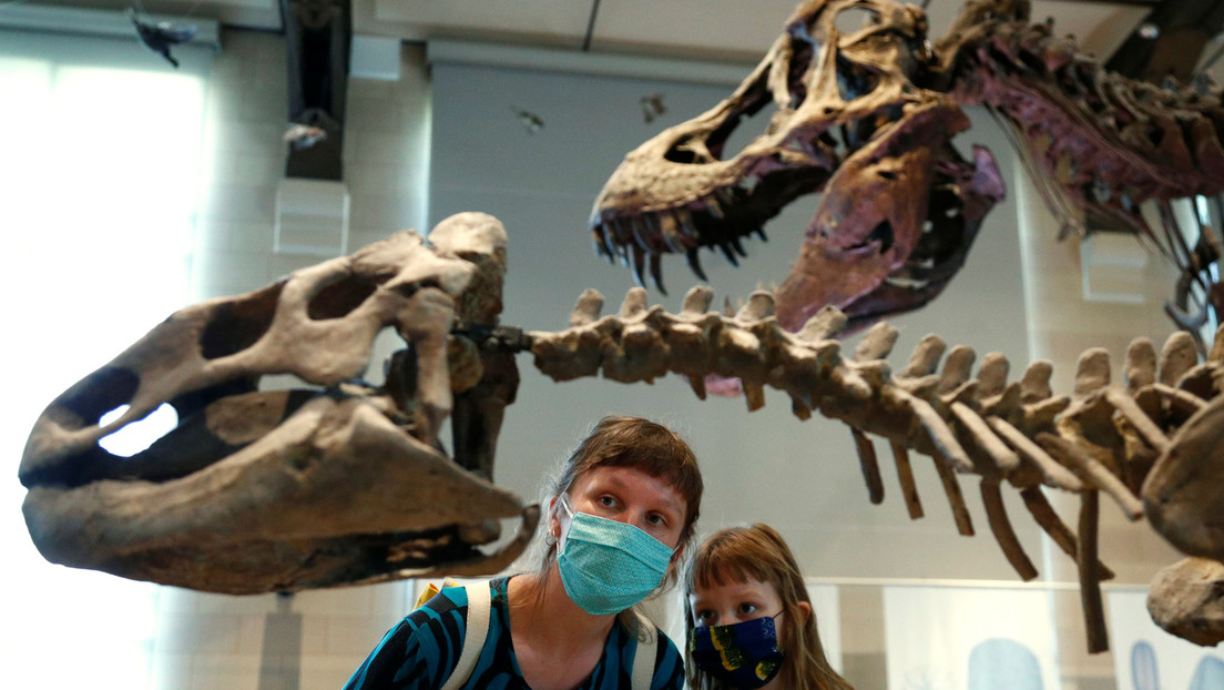 'Dinosaurios en duelo': los fósiles de un T-Rex y un Triceratops en plena batalla serán exhibidos en público por primera vez