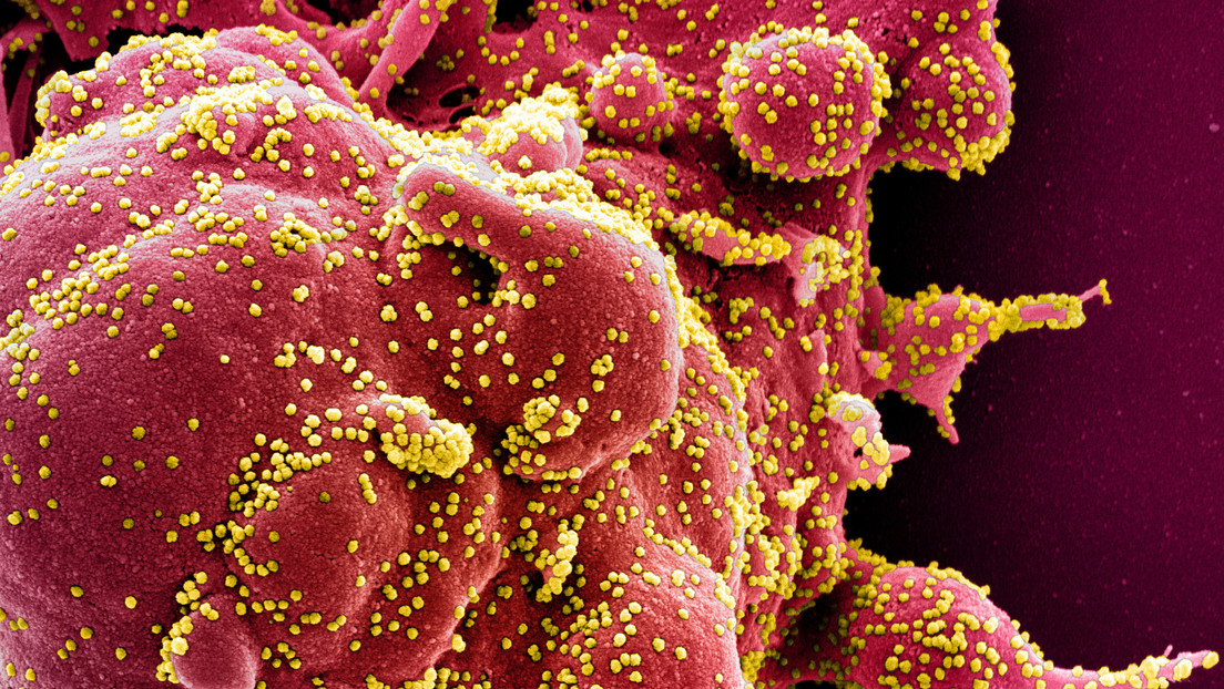 Científicos descubren una sustancia capaz de bloquear la absorción del coronavirus