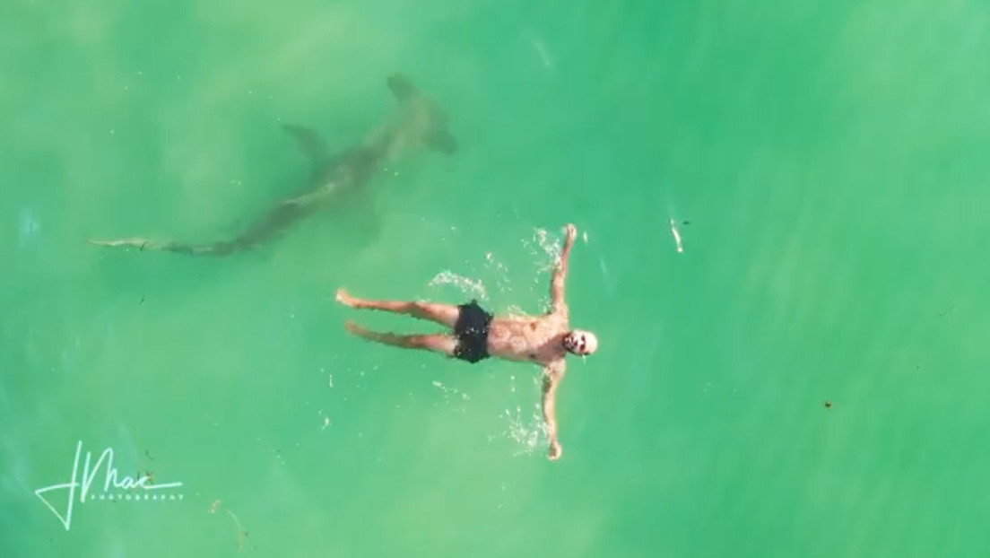 VIDEO: Un tiburón martillo de 3 metros rodea a un hombre que nadaba plácidamente de espaldas