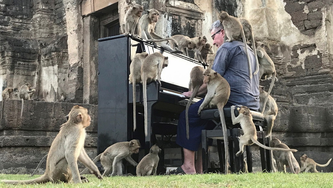 Un músico 'sacia' el hambre de los monos tocando el piano en un antiguo templo en Tailandia (VIDEO)