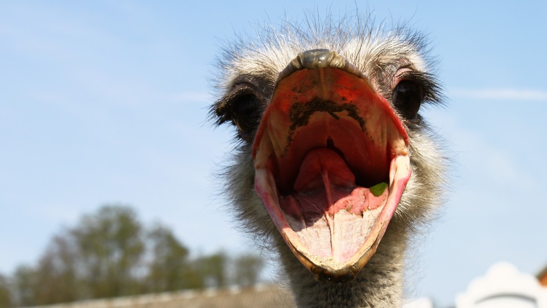 VIDEO: Un avestruz intenta comerse el dedo de un turista que lo estaba alimentando