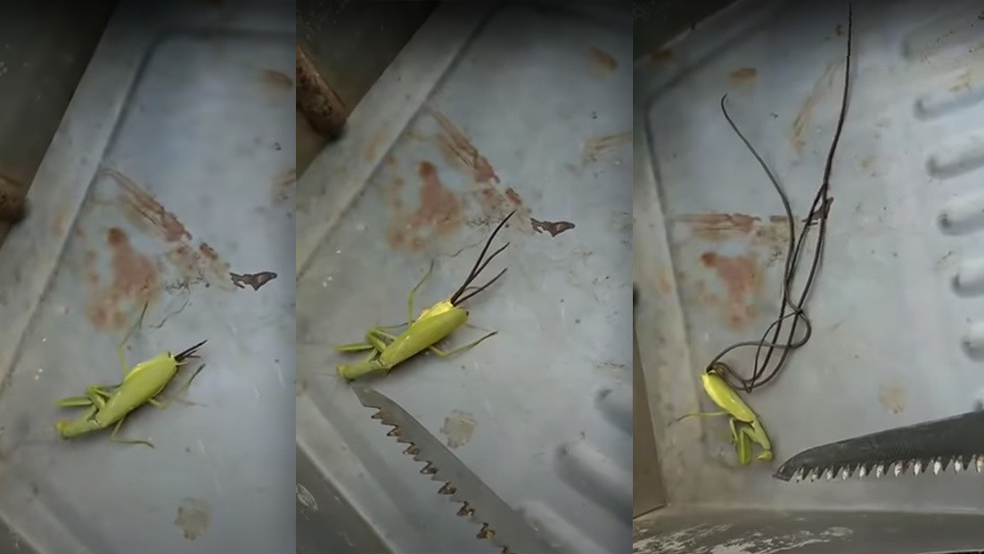 "Llamen a los Hombres de Negro": filman cómo unos enormes tentáculos perforan la cola de una mantis muerta