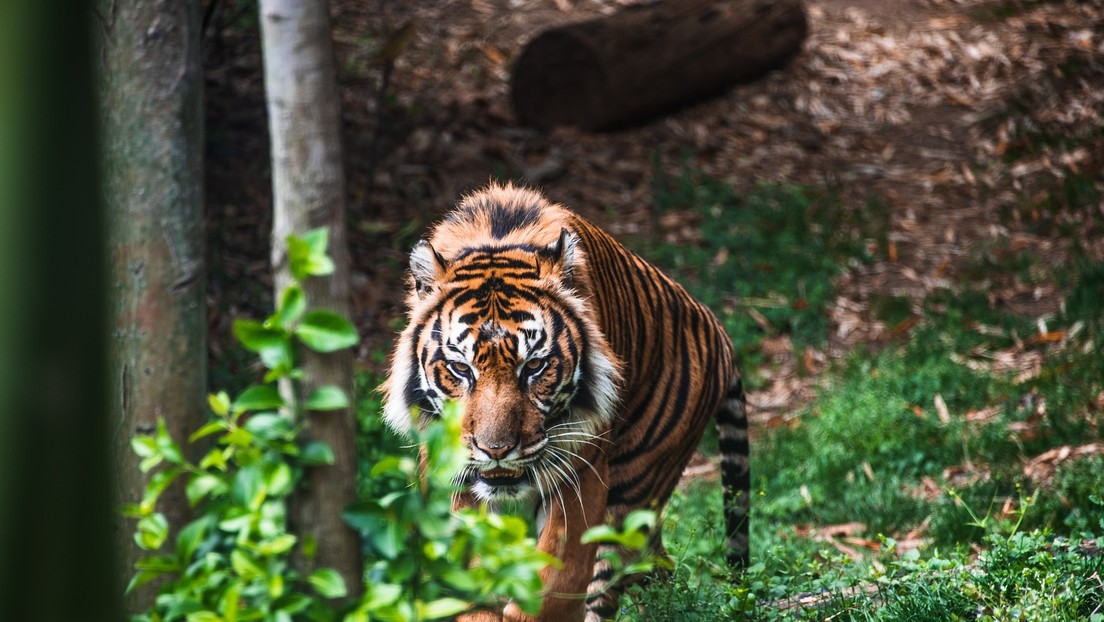 Dramáticas imágenes: Un tigre de Bengala entra en una localidad india e inicia una cacería de personas (VIDEO)
