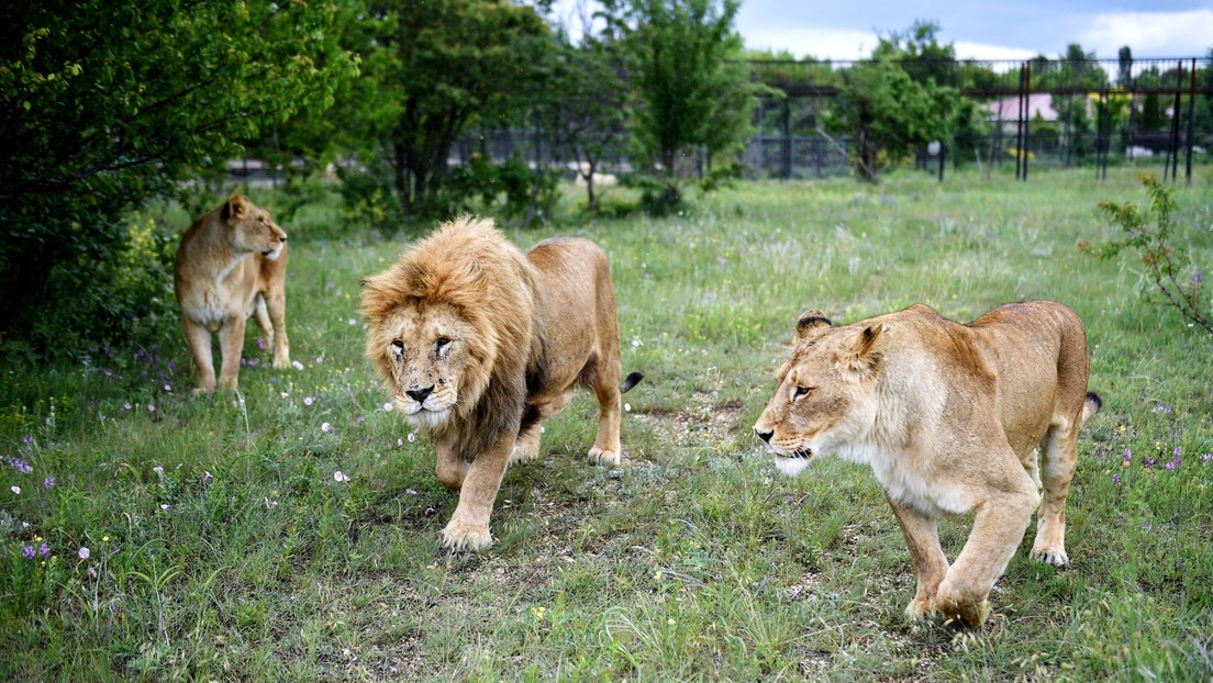 Leones en cautiverio se mutilan unos a otros ante los vistantes de un parque safari