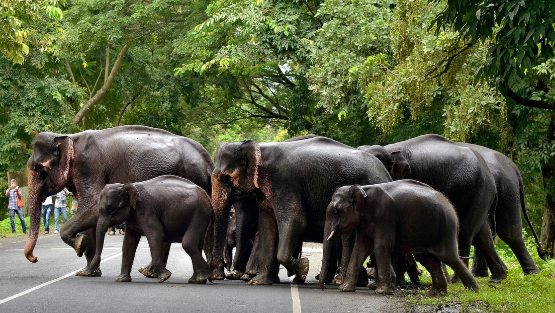 VIDEO: Una multitud ataca con antorchas y flechas a una manada de elefantes en la India