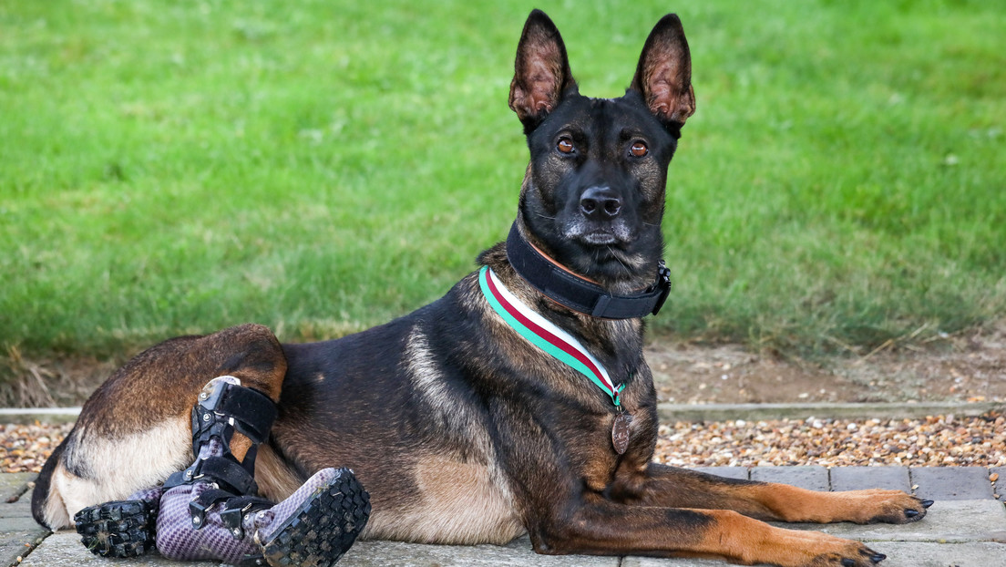 Galardonan a Kuno, perro militar británico que perdió una pata luchando contra Al Qaeda