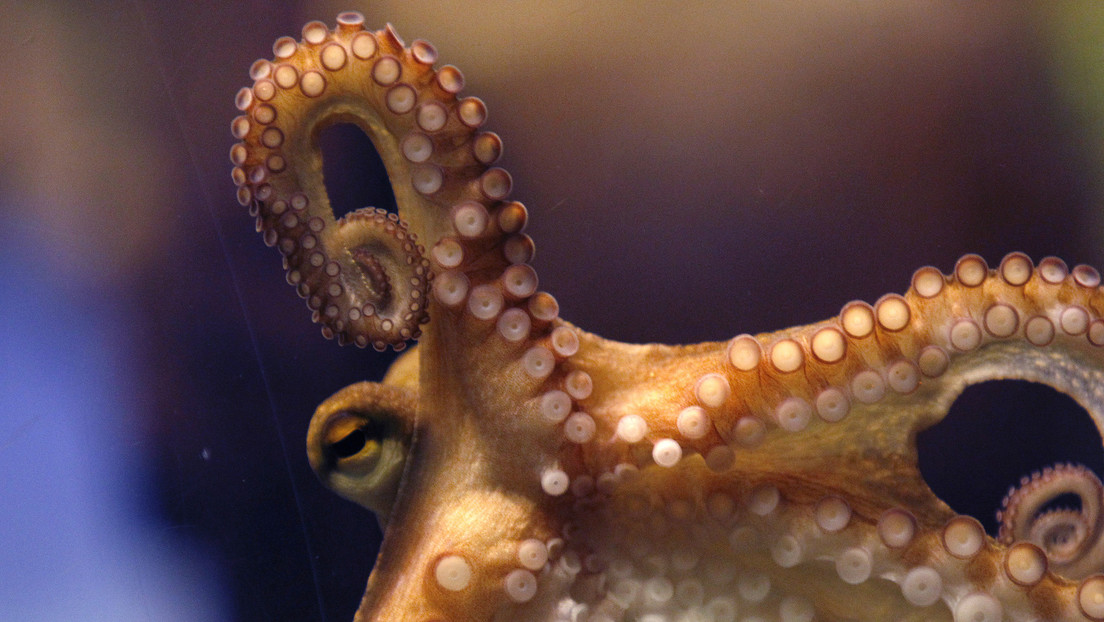 FOTO: Encuentran en Japón un raro pulpo con 9 tentáculos