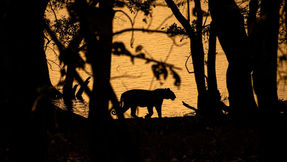 Duelo de titanes: graban una batalla entre un tigre de Bengala y un oso bezudo (VIDEO)