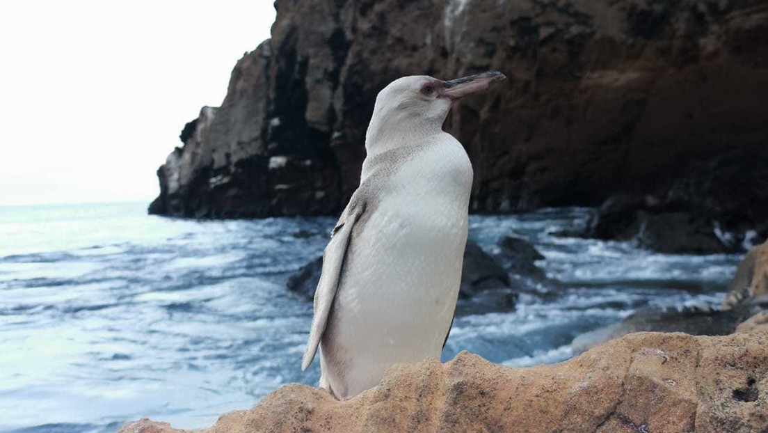FOTOS: Encuentran un raro pingüino blanco en las Islas Galápagos