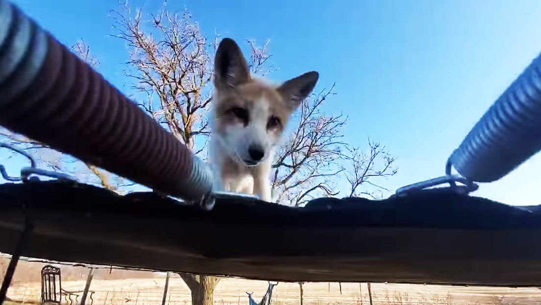 Graban a un zorro saltando en un trampolín en una reserva animal (VIDEO)