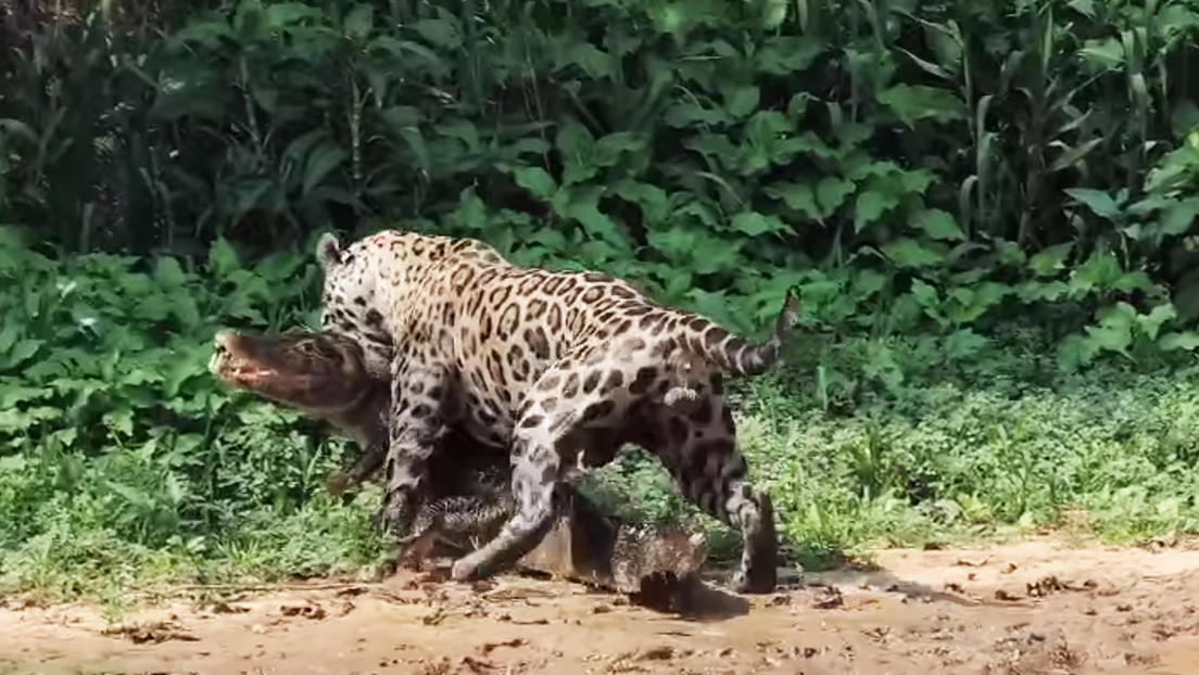 VIDEO: Un caimán despistado se convierte en presa fácil de un jaguar