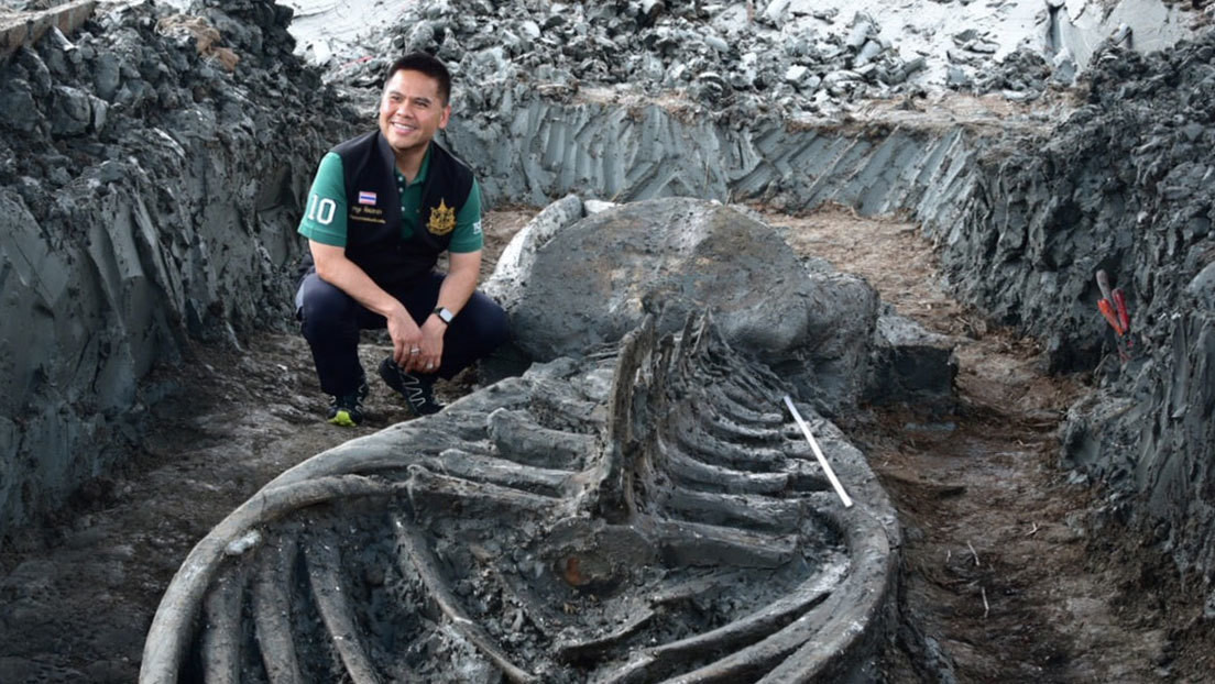 Hallan en Tailandia el fósil de una ballena de hace al menos 3.000 años y perfectamente conservada (FOTOS)