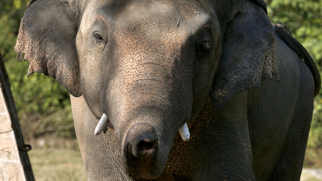 Kaavan, el elefante más "solitario" del mundo, se asentará en Camboya tras 35 años de calvarios en un zoo pakistaní
