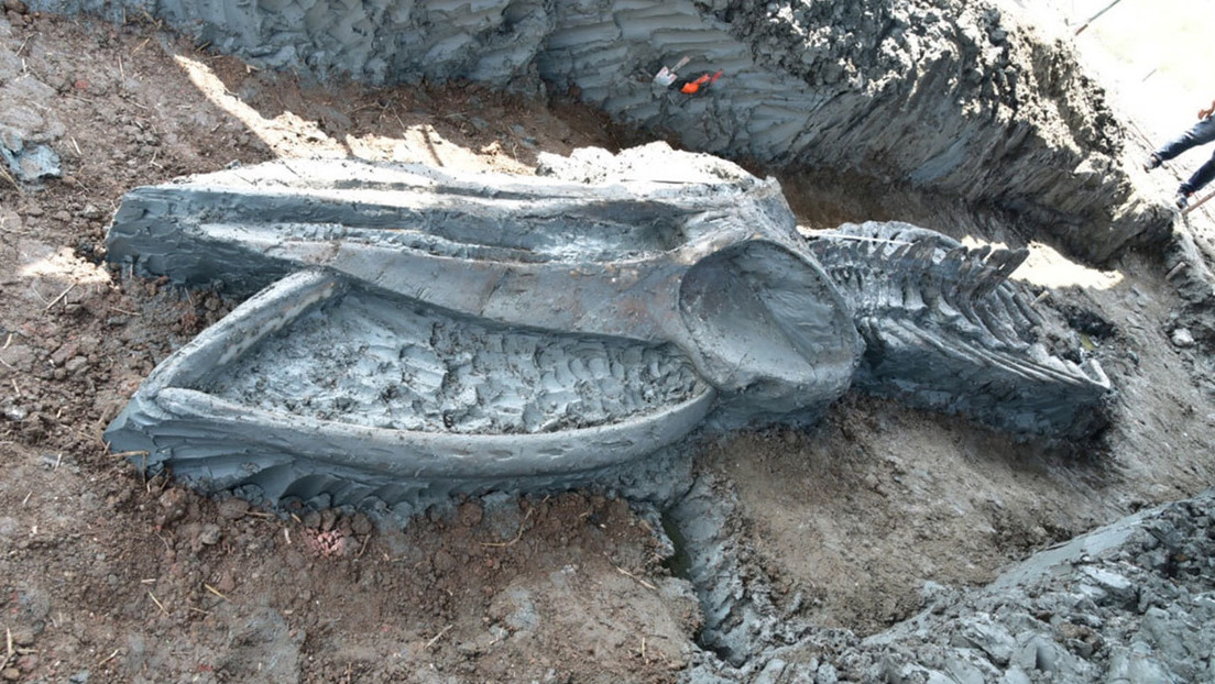 FOTO: Hallan un esqueleto de ballena de hace unos 5.000 años perfectamente conservado lejos de la costa en Tailandia
