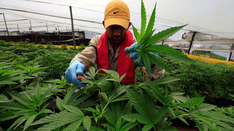 Colombia frena una propuesta legislativa para legalizar el uso recreativo de la marihuana