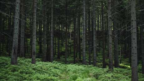 FOTO: Encuentra una espada y un hacha de bronce de 3.300 años mientras buscaba setas en un bosque en la República Checa