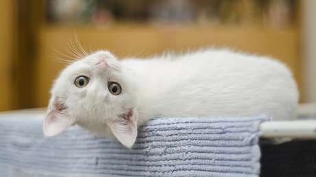 VIDEO: Una máquina expendedora en un centro comercial de China ofrece cachorros de perro y de gato como premio