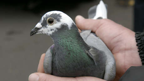 Encuentran en Francia el mensaje de un militar alemán que una paloma mensajera perdió hace 110 años