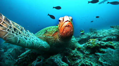 Ponen a dieta a una tortuga que engordó durante la cuarentena