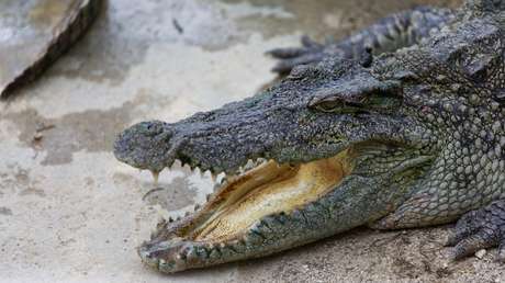VIDEO: Unos cocodrilos salen del agua para 'confiscar' la presa de unas leonas, pero la voracidad de estas no deja nada que robar