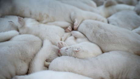 La OMS advierte que las vacunas pueden no ser efectivas contra las mutaciones del сovid-19 transmitidas por visones