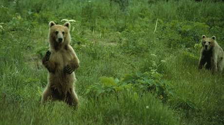 VIDEO: Una mamá osa se pone de pie para mostrarle a unos cazadores sus 2,5 metros de altura