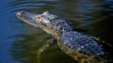 VIDEOS: Cocodrilos invaden las calles de Tabasco en medio de las inundaciones que afectaron el sureste de México