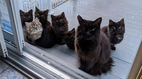 FOTOS: Una gata callejera lleva a sus cachorros a la mujer que la alimentó y ayudó cuando estaba preñada