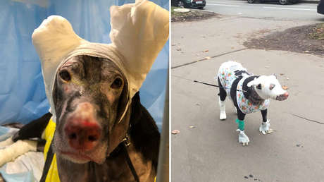 Una perra embarazada intenta salvar a su dueña del fuego, sufre quemaduras graves y se desmaya en el edificio en llamas