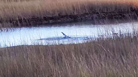 VIDEO: Una mujer halla un tiburón en un pantano de Massachusetts