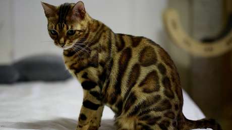 FOTO: Rescatan en un parque de México a un enorme gato al que confundieron con un leopardo