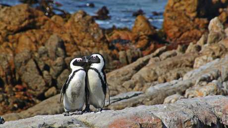 VIDEO: Un acuario cerrado por coronavirus envía a sus pingüinos de excursión a un estadio