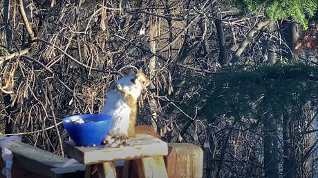 VIDEO: Una ardilla roba unas peras fermentadas y se emborracha