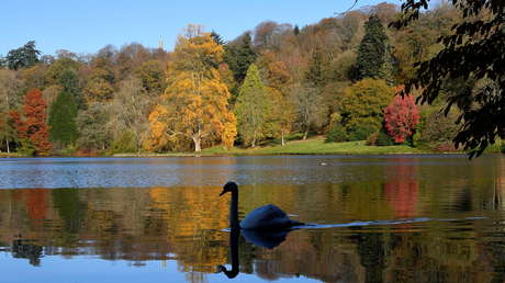 "Fue terrible verlo": Reportan extrañas muertes de cisnes en el Reino Unido tras sangrar por las fosas nasales y nadar en círculos