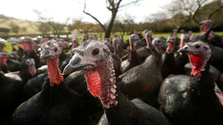 Detectan un brote de gripe aviar en una granja de pavos de Reino Unido