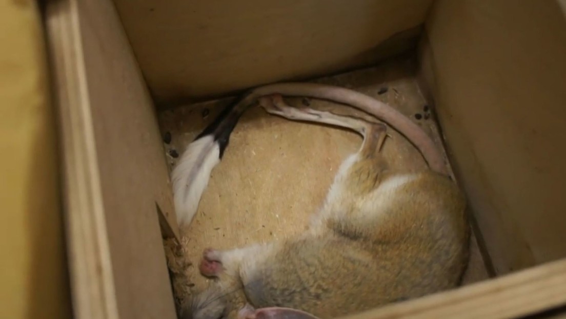 VIDEO: Guardan en neveras a los jerbos que están hibernando en el zoológico de Moscú