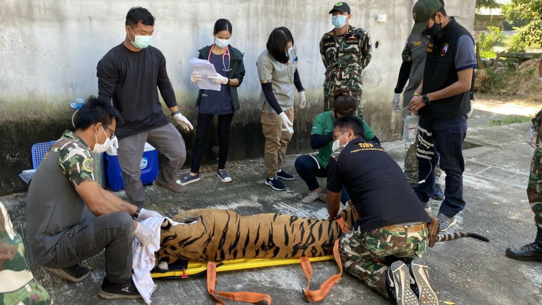 Un zoológico se convierte en una cámara de los horrores para una veintena de tigres en Tailandia