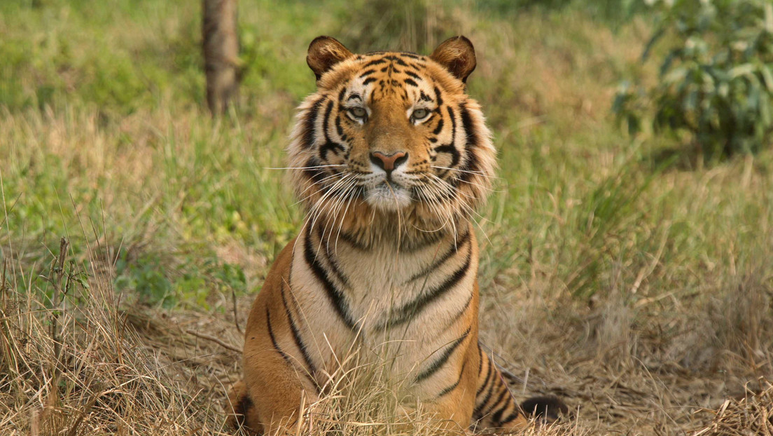 Un tigre mata a una niña de 15 años que recogía algodón en la India