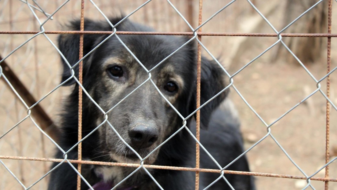 Amputan las cuerdas vocales y encierran en jaulas para conejos a perros en un criadero ilegal en España (VIDEO)