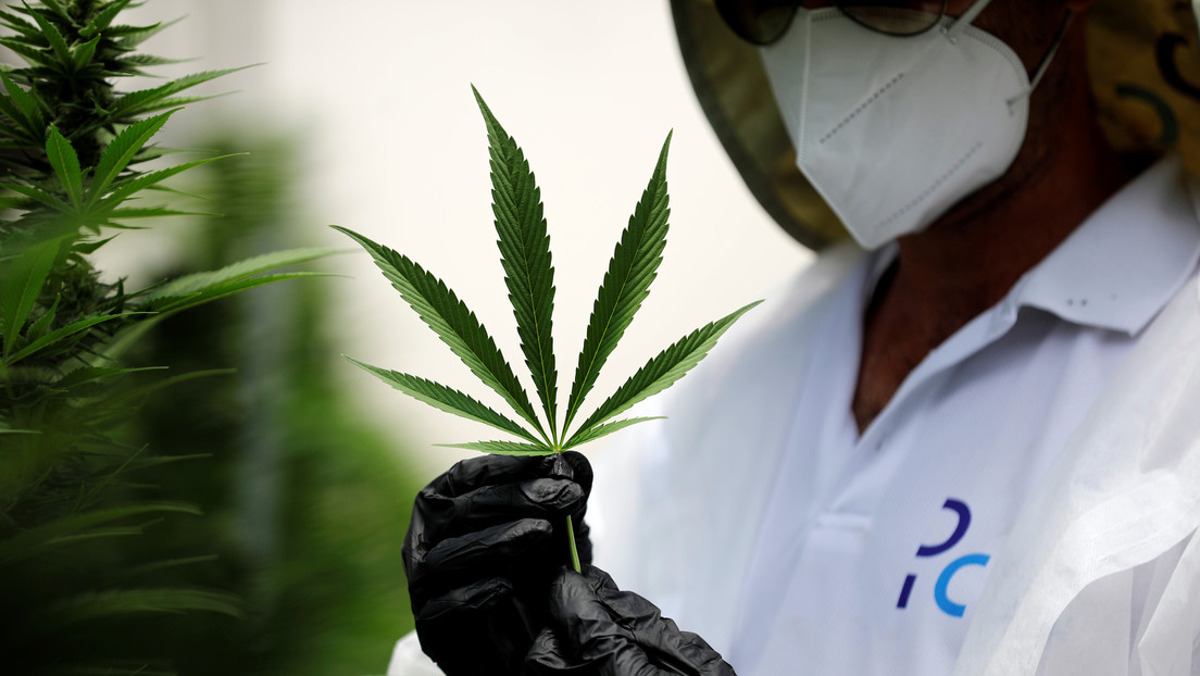 La Comisión de Estupefacientes de la ONU reconoce de manera oficial las propiedades terapéuticas del cannabis