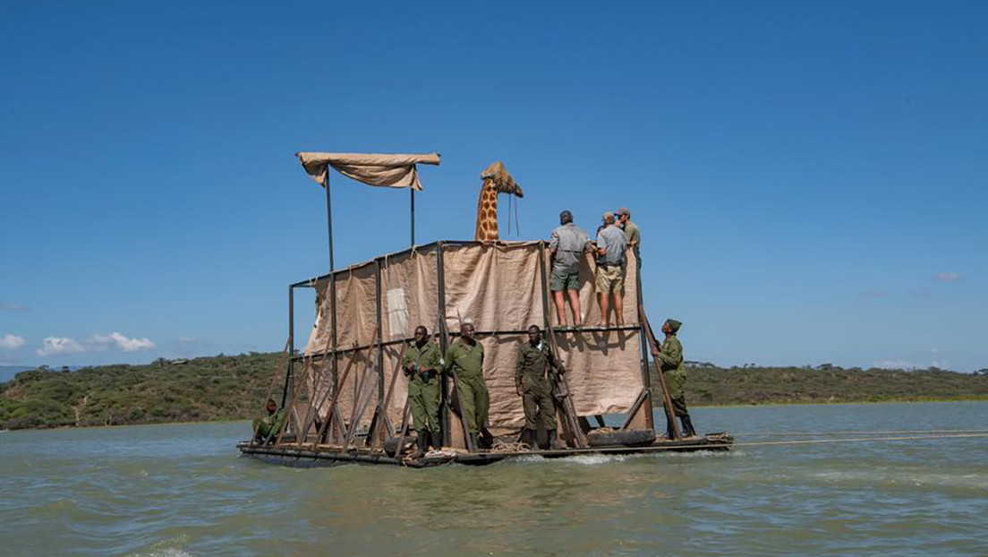 Inician el rescate de una manada de jirafas atrapada en una isla tras fuertes inundaciones en Kenia (FOTOS)
