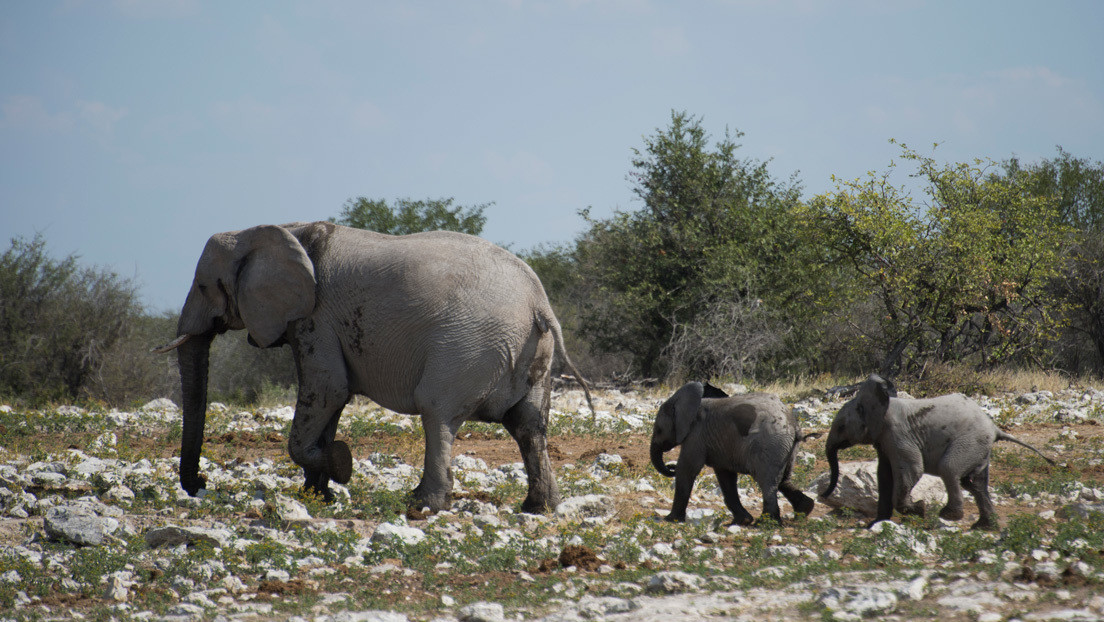 Namibia organiza venta de elefantes por el crecimiento de su población y los posibles conflictos con agricultores