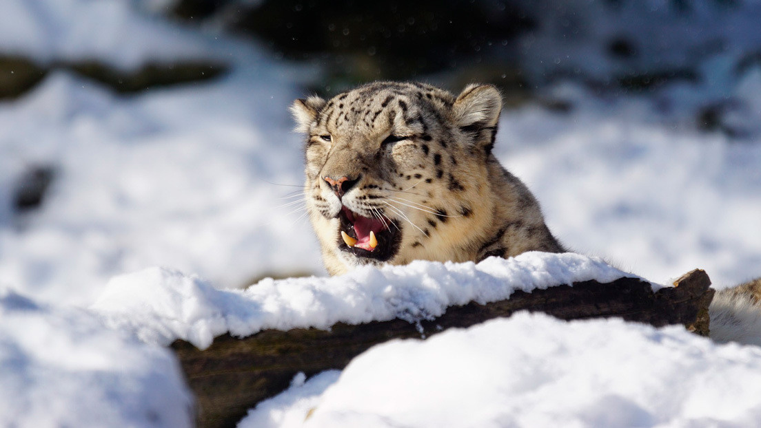 VIDEO: Un leopardo macho deja en la nieve un 'mensaje romántico' para una hembra