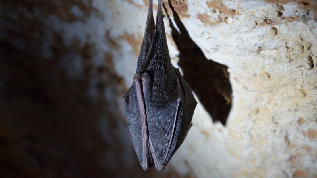 Descubren una nueva especie de murciélago que vivía en España hace 16 millones de años