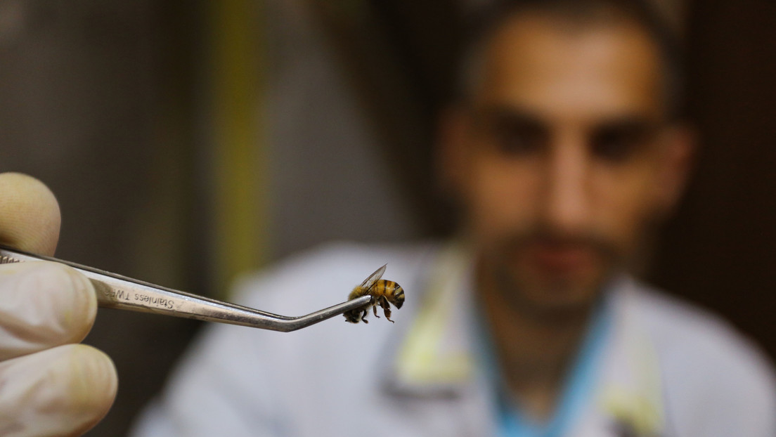 Médicos describen lo que sucede tras una picadura de abeja directo en el ojo (FOTO)