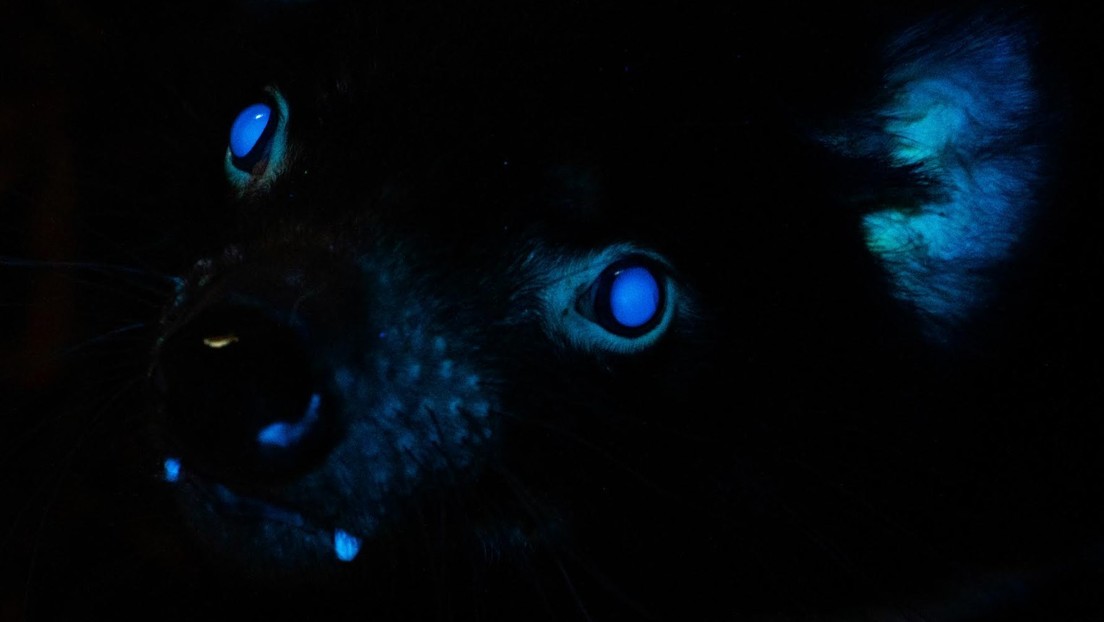 FOTO: Documentan por primera vez la biofluorescencia en demonios de Tasmania